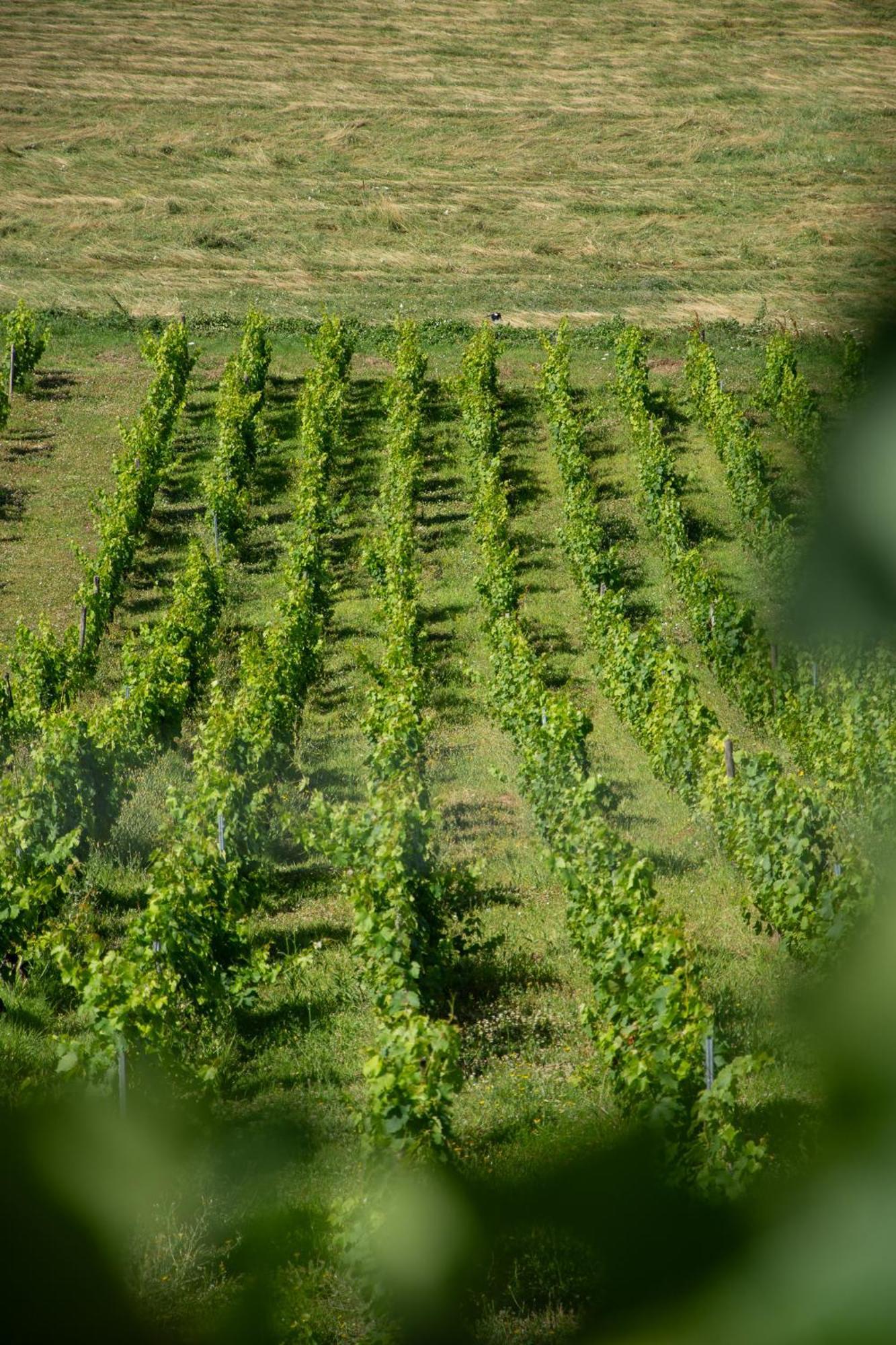 Les MarchesDomaine Des Granges Longesアパートメント エクステリア 写真
